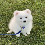 Mika Japanese Spitz